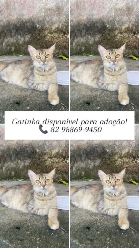 Gata para adoção 