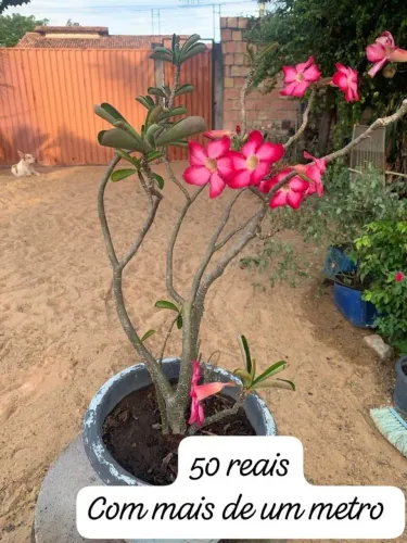 Rosas do deserto grande Aparti de 50 reais