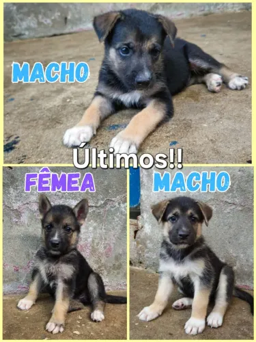 Filhote de Pastor Alemão com Husky Siberiano 