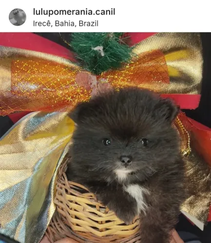 Lulu da Pomerânia