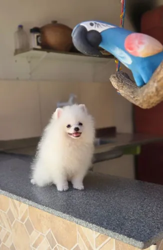 Lulu da Pomerânia macho