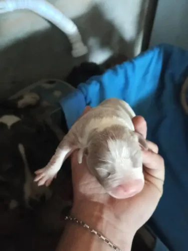 Pitbull