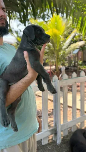 Filhote Cane Corso Italiano - Fêmea