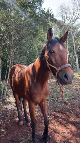 Cavalo marchador ligeiro