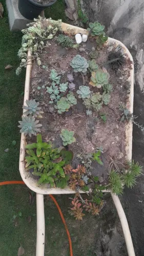 Carrinho com suculentas e cactos no vaso