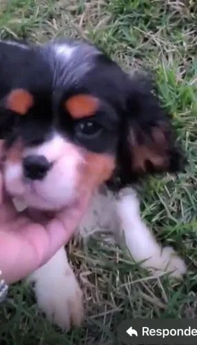 Cavalier King Spaniel