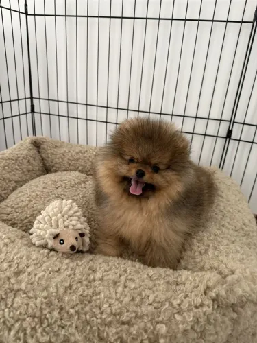 Lulu da Pomerânia ursinho