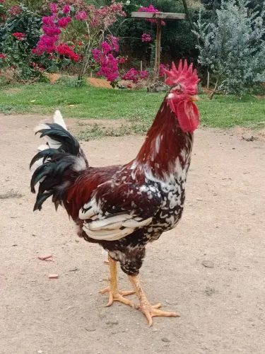 Galo GSB SERTANEJO BALÃO 