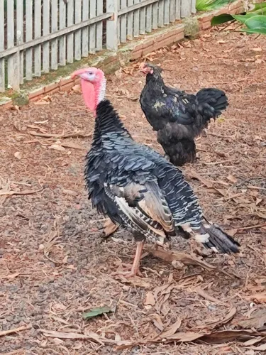 Peru macho