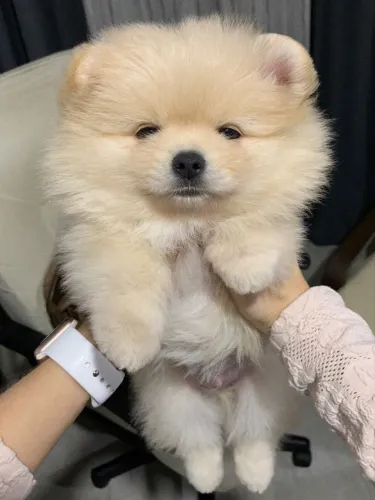 Lulu da Pomerânia