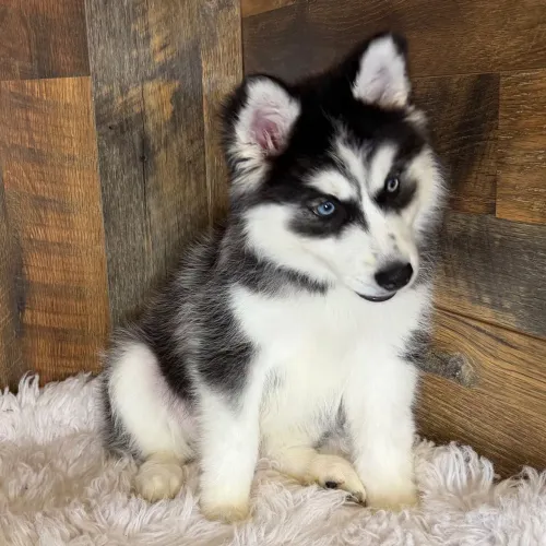 Husky Siberiano | Reservas pelo WhatsApp 