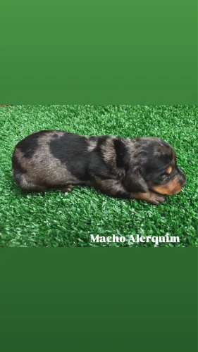 Basset Dachshund Mini