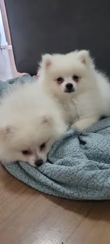 Spitz Alemão Branco filhote
