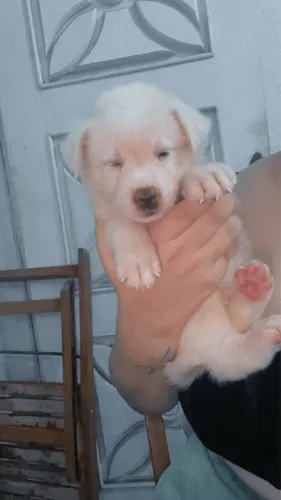 Filhote de akita + labrador