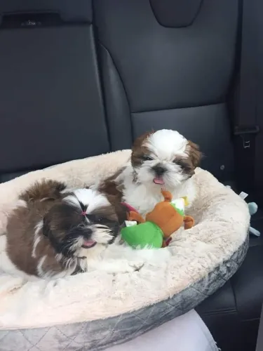 Shih tzu Um pequeno serzinho com amor infinito