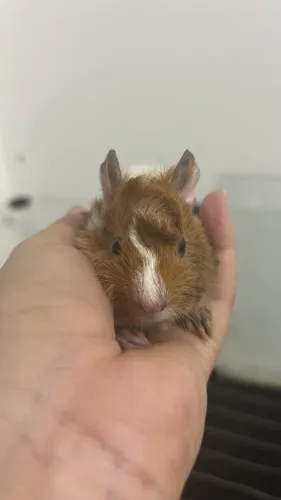 Porquinho da índia