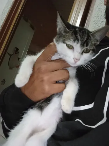 Gatinha fêmea 