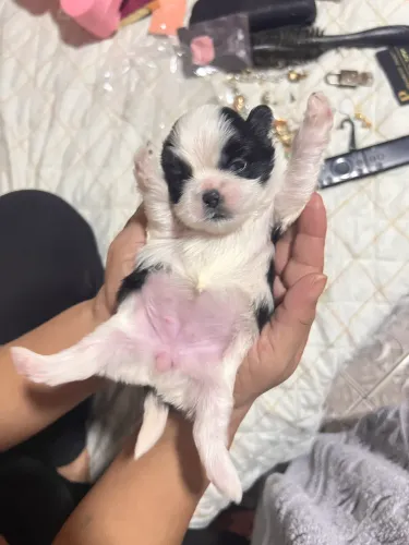 filhotes de shih tzu, tem um com chocolate e com fígado