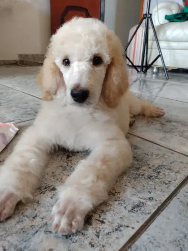 POODLE GIGANTE STANDART FILHOTES 