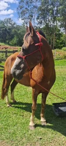Vendo cela e cavalo junto