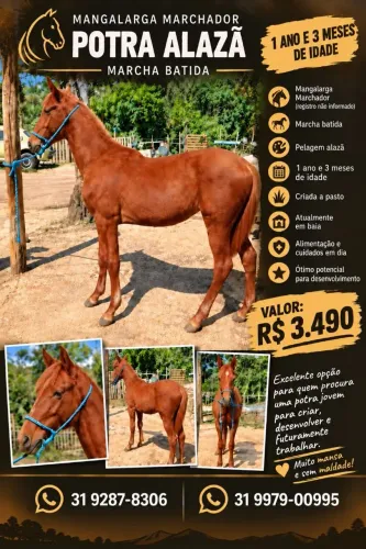 Vendo potra mangalarga alazã