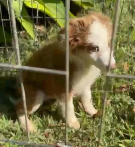 Border collie branco e chocolate