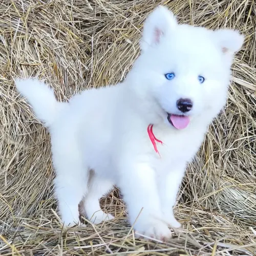 Husky siberiano