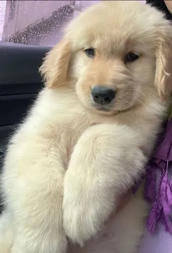 Golden retriever macho 