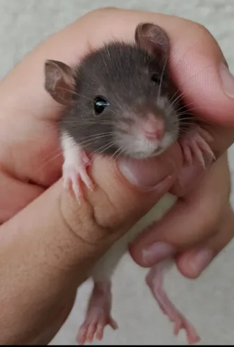 Vende-se filhotes de rato twister 