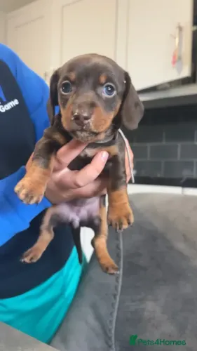 Baby pelagem densa Teckel/Dachshund/Salsicha/Salsichinha/Basset/Cofap