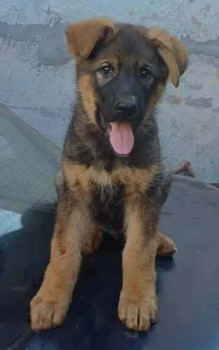 Filhote Macho de Pastor Alemão
