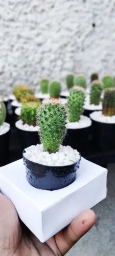 Lembrancinhas com Cactos e Suculentas para Casamentos e Festas