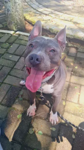 American Bully Macho 2 anos Microchipado