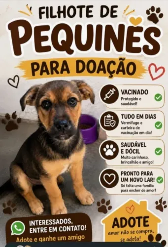 Filhote de pequinês com salsicha  muito lindo raça pequena 
