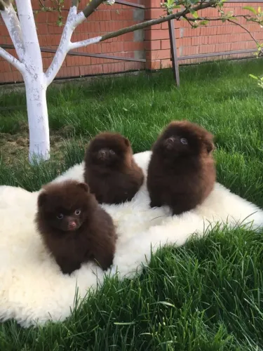 Lulu que transforma qualquer passeio em destaque