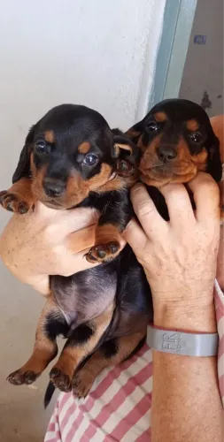 Teckel Daschund 