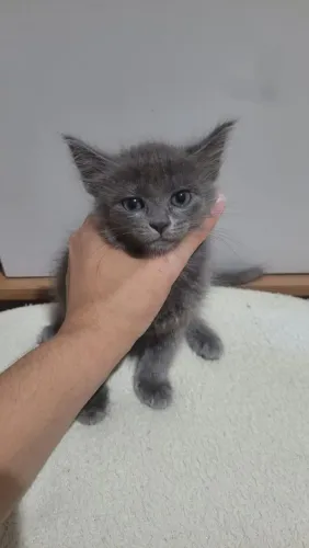 Vendo gata femia