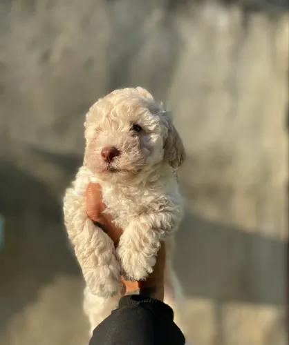 FILHOTE POODLE TOY MACHO