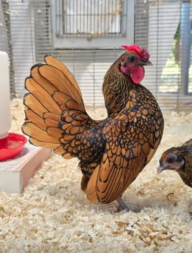 Casal sebright dourado adulto