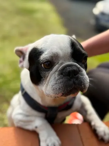 Bulldog Frances