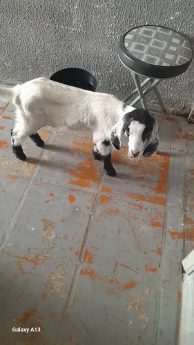 Uma cabeça fêmea filhote