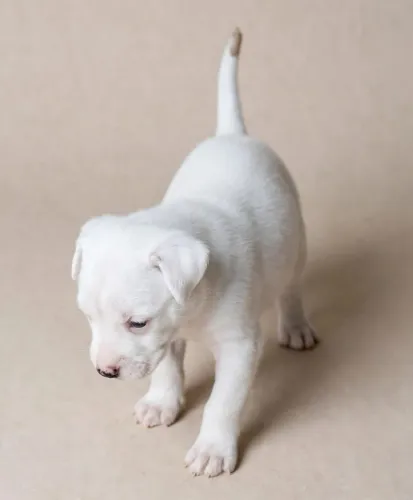 Vende-se filhote de Pit Bull