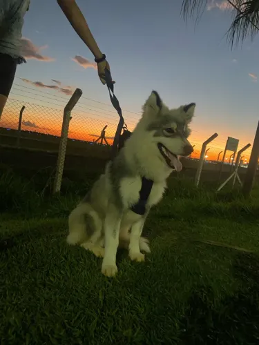 VENDO HUSKY SIBERIANO