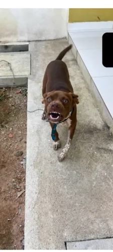 filhote de Pitbull pra vender 250