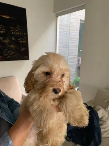 Filhotes de Cocker Spaniel Inglês com Lhasa Apso.