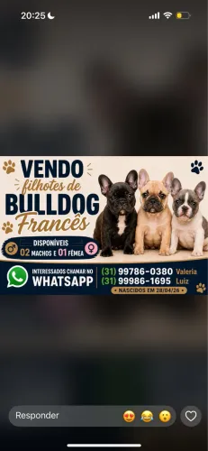 Filhote bulldog francês