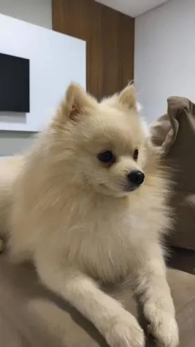 Doa-se Lulu da Pomerania