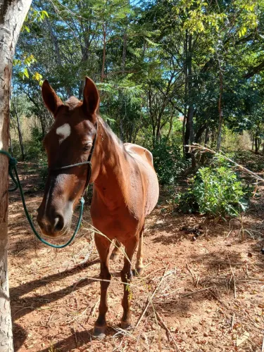 Egua Mangalarga 8 anos