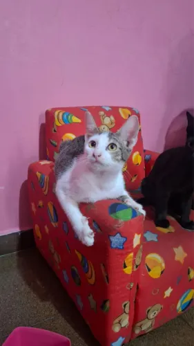 Todos machos, 4 meses, faço entrega e garanto a castração