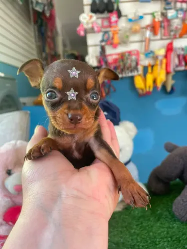 Pinscher fêminha chocolate 